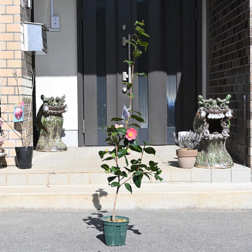 楽天市場】2026年2月～4月開花予定椿苗 藤衣 中輪 一重咲き 庭木