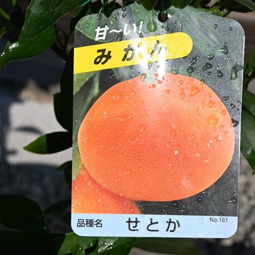 楽天市場】2026年みかんせとか希少みかん2026年お届けはみかんの実が