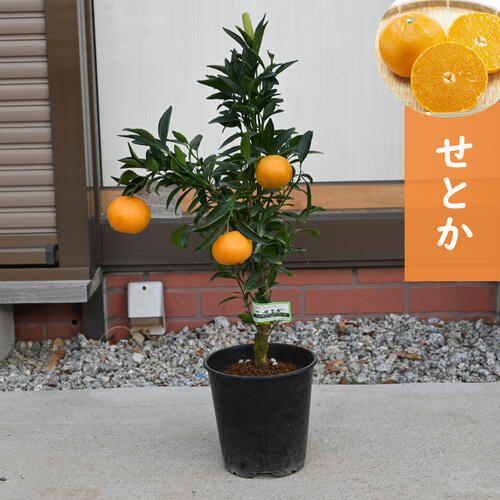 楽天市場】せ とか 苗木 3 年生の通販