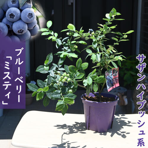 楽天市場】2025年今季実がなりました 7月以降のお届けは実がついて