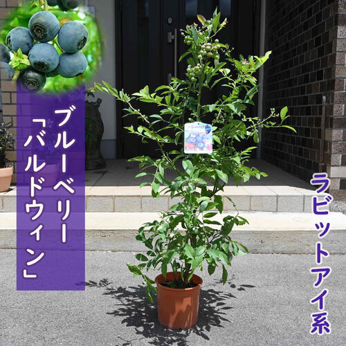 楽天市場】2025年5月より花芽付で発送 ブルーベリー バルドウィン 苗木
