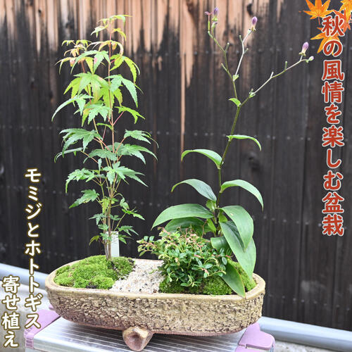 楽天市場】2024年9月秋の風情を感じる盆栽 イロハモミジ ホトトギス