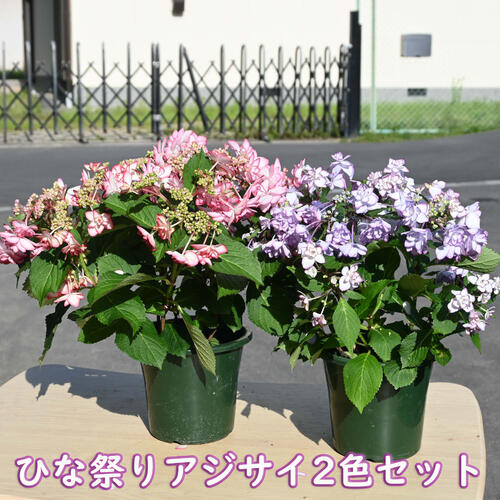 楽天市場】【剪定後のお届けとなります】母の日ギフト母の日鉢花2025年