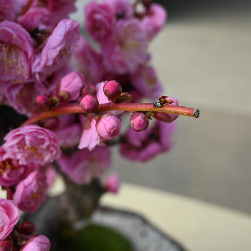 楽天市場】2026年2月開花 日光 梅盆栽 八重咲き お祝い 梅盆栽 にっ