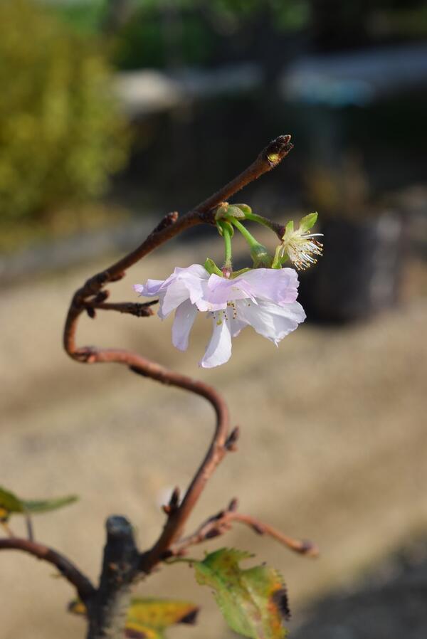 楽天市場】二期咲のさくら盆栽めずらしい桜2026年開花予定さくら盆栽二
