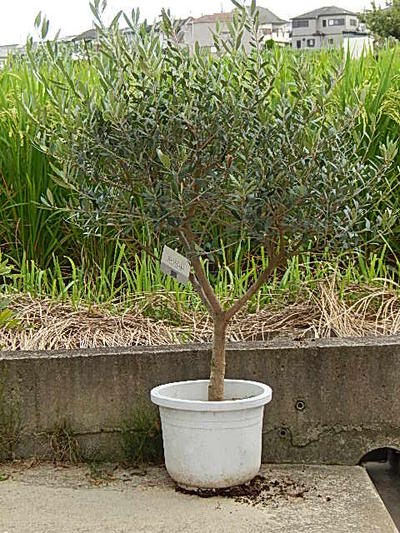 楽天市場】オリーブ 現品 撮影2014年9月12日 ネバディロブランコ