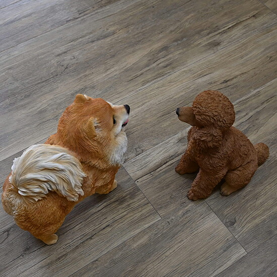楽天市場】ポメラニアン モコちゃんとプードル アップルパイちゃん 2匹