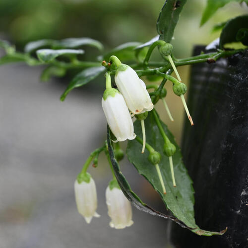 楽天市場】2024年NEW イワナンテン ポット苗 山野草 多年草 岩南天