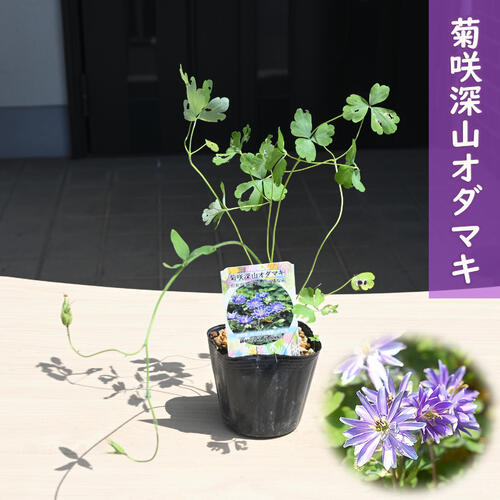 楽天市場】2024NEW 菊咲深山オダマキ ポット苗 山野草 宿根草 多年草