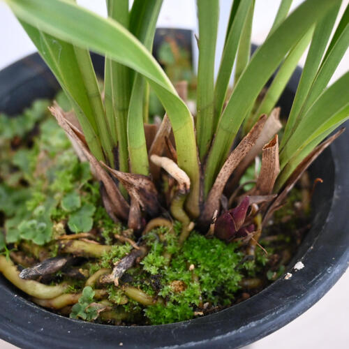 楽天市場】2025年キンリョウヘン 日月 金稜辺 斑入り プラ鉢入り