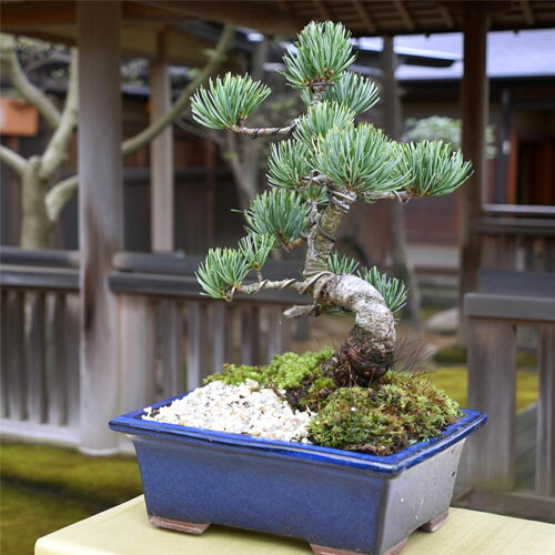 楽天市場】2026年NEW 五葉松盆栽 本格 五葉松 盆栽 縁起のよい木 樹形