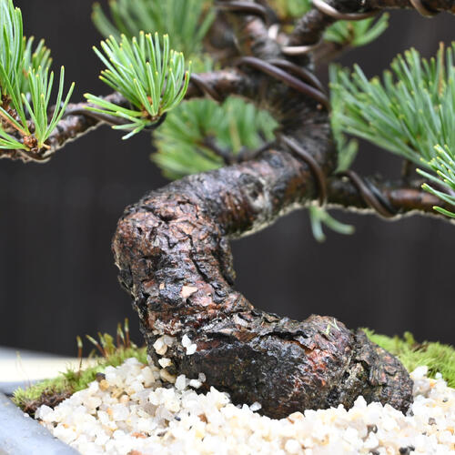 楽天市場】2026年NEW 五葉松盆栽 本格 五葉松 盆栽 縁起のよい木