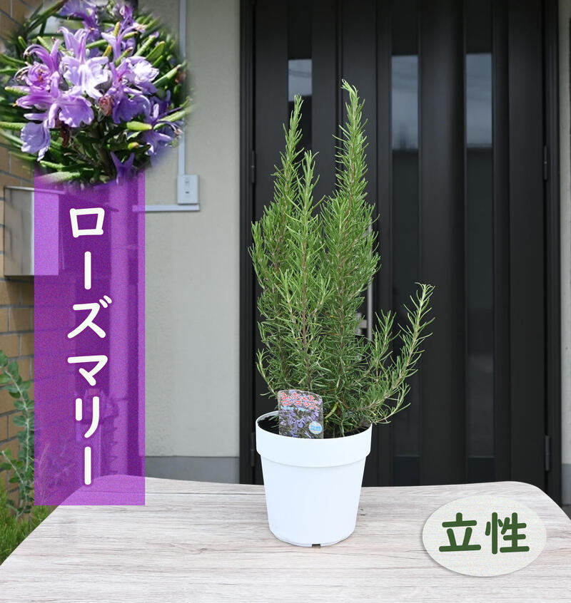 楽天市場】ローズマリー 苗 立性 ハーブ トスカナブルー rosemary
