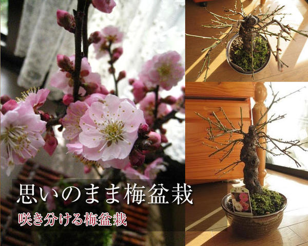楽天市場】梅盆栽2026年3月頃に開花【思いのまま梅盆栽】信楽焼き入り