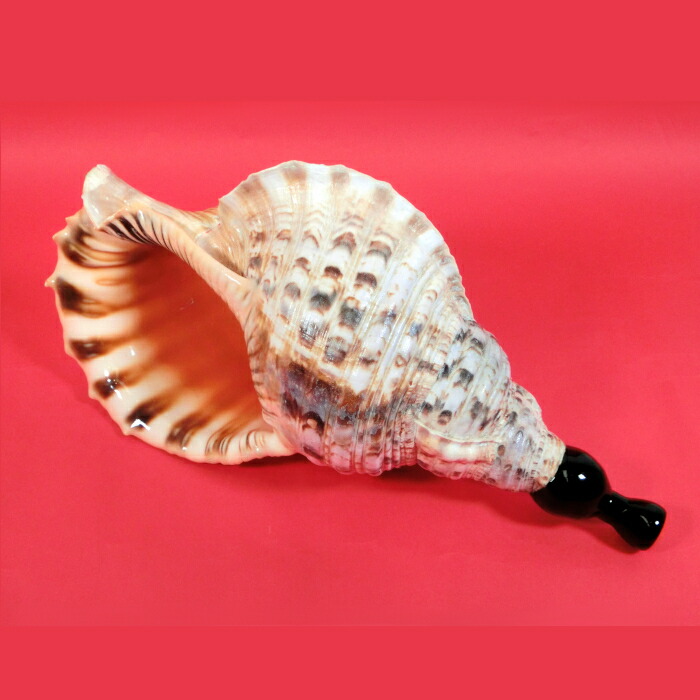 特大天然 ホラガイ 法螺貝 36cm ホラ貝 1個 全長36cm 1390g 法螺貝