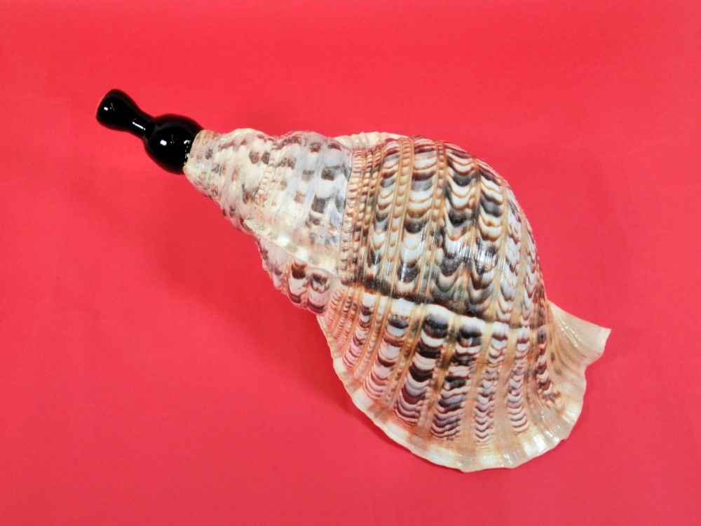 楽天市場】【法螺貝】ほら貝 特大 41センチ : 三島屋楽器