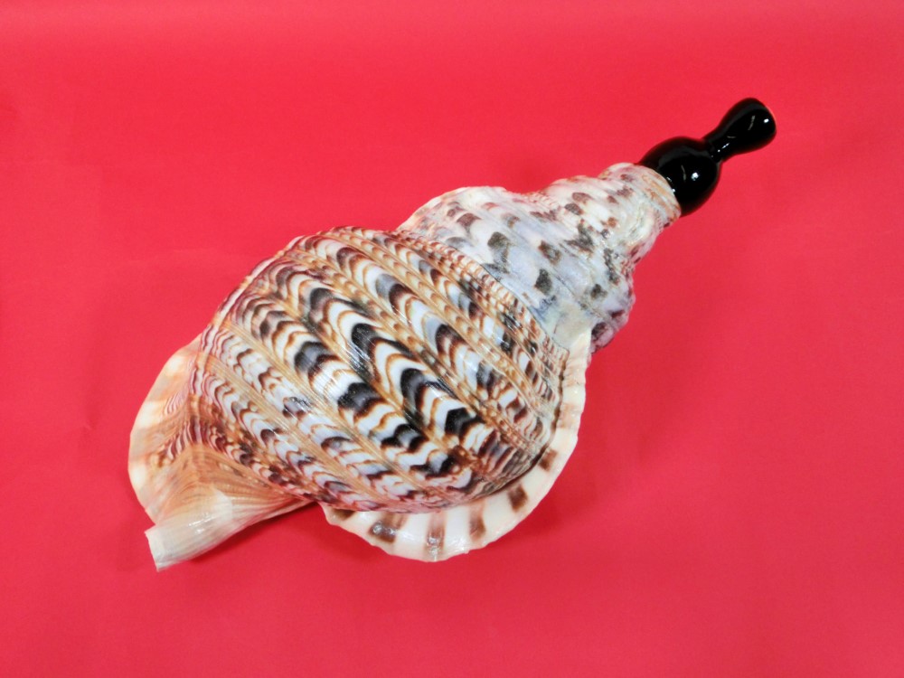 楽天市場】【法螺貝】ほら貝 特大 41センチ : 三島屋楽器