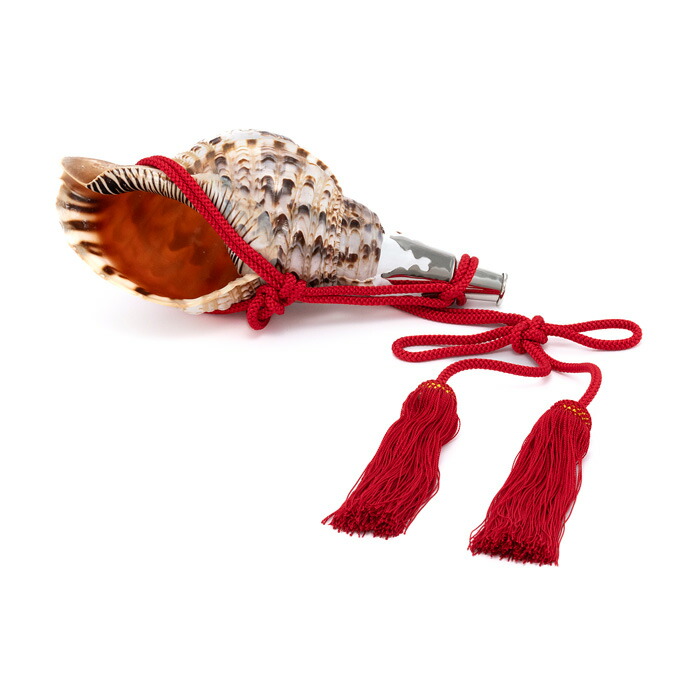 法螺貝 約36cm 法螺貝 約36cm 法螺貝 約36cm 法螺貝 36cm 法螺貝③