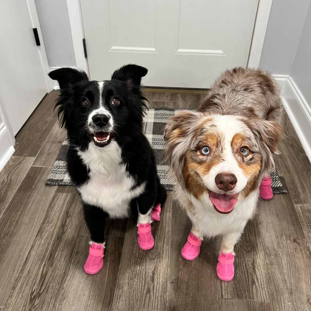 楽天市場】【即納】 RIFRUF ドッグスニーカー サイズ交換無料 アクア