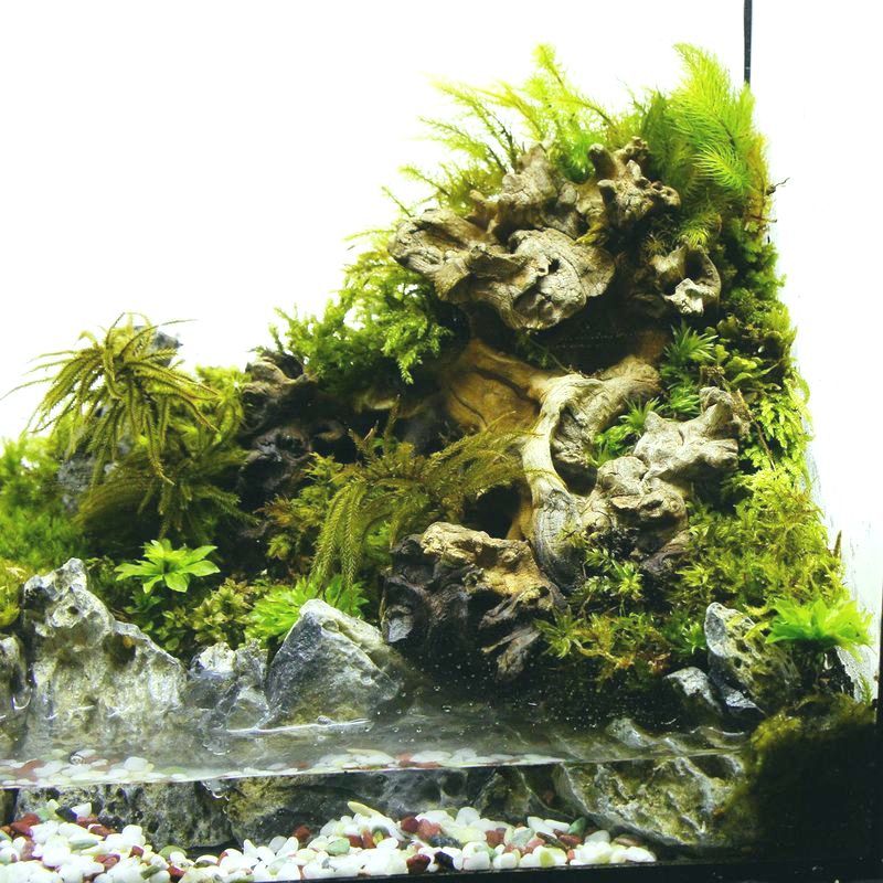 楽天市場】【完成品 現物】水場のある苔テラリウム 25水槽 ガラス水槽