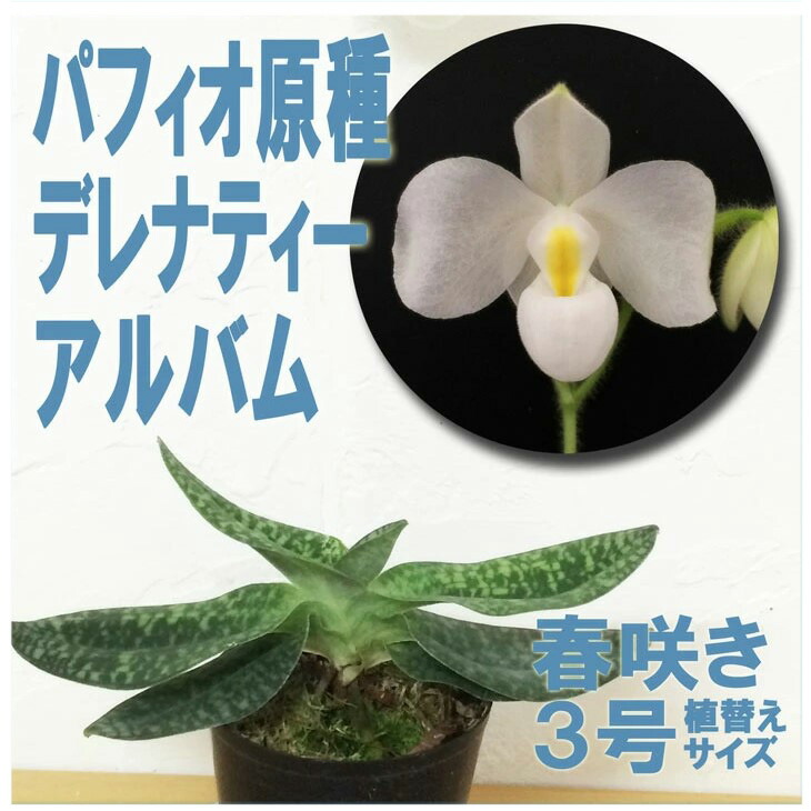 洋蘭 6ポット 胡蝶蘭 パフィオペディルム オンシジューム 洋蘭 6ポット