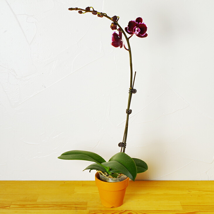 洋蘭 6ポット 胡蝶蘭 パフィオペディルム オンシジューム 洋蘭 6ポット