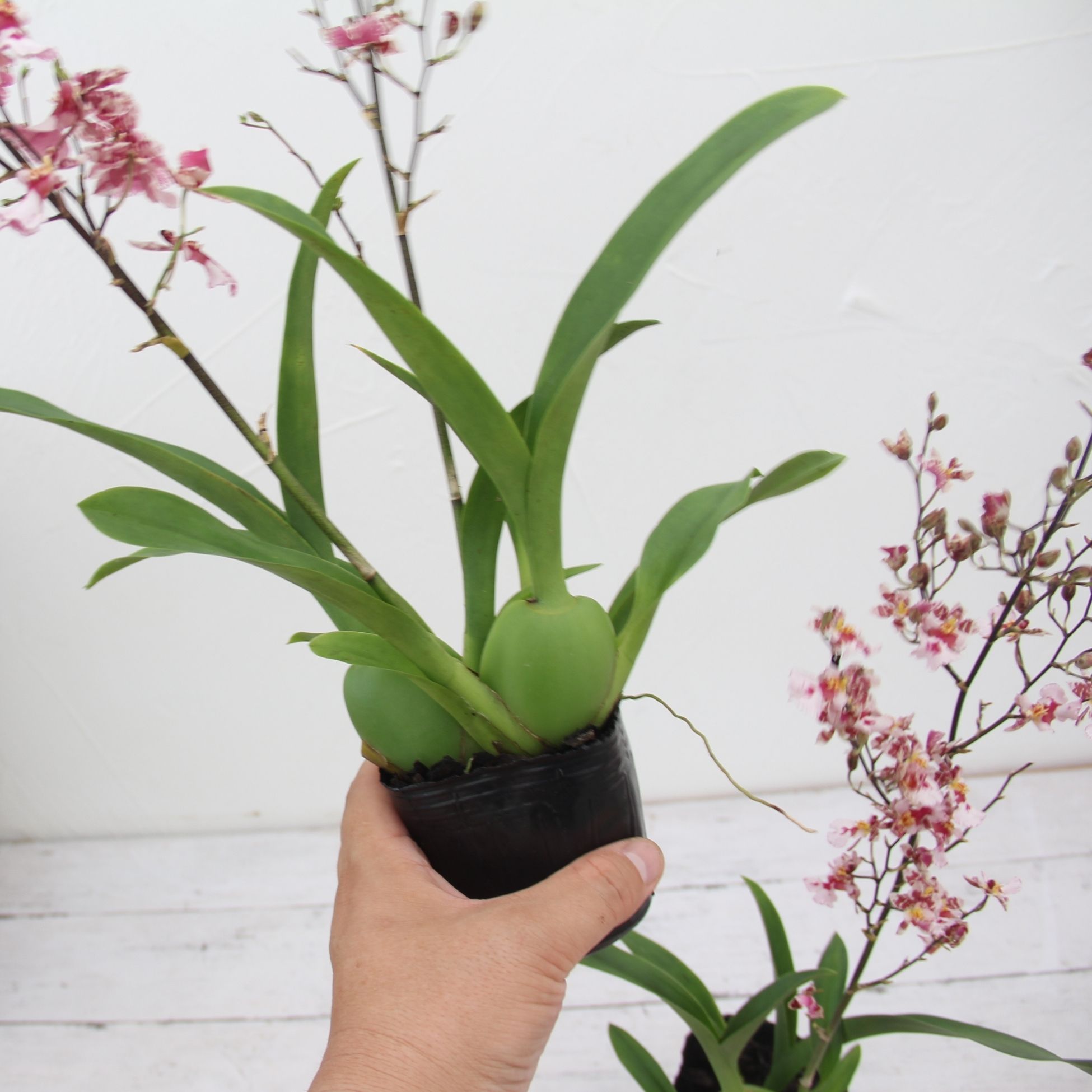 楽天市場】甘さ香る期待の最新品種 洋ランの苗『オンシジューム