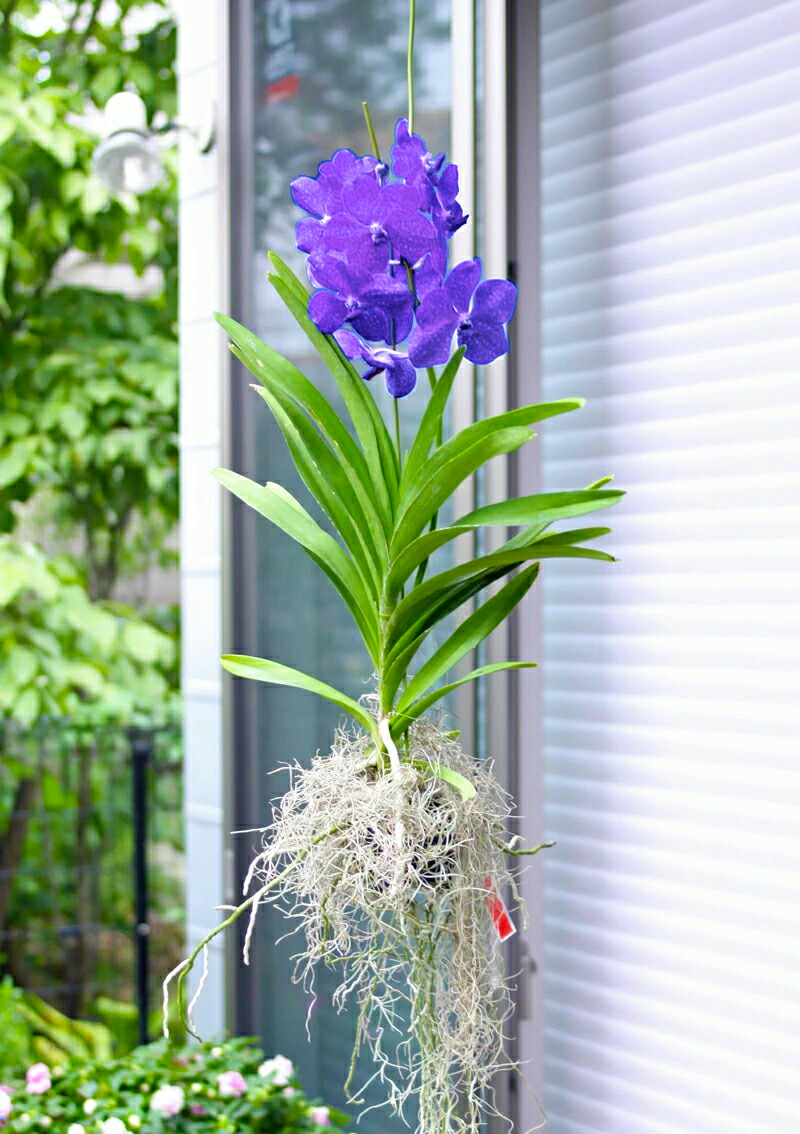 楽天市場】洋ランの苗『アスコセンダ (バンダ) プリンセス 「ミカサ