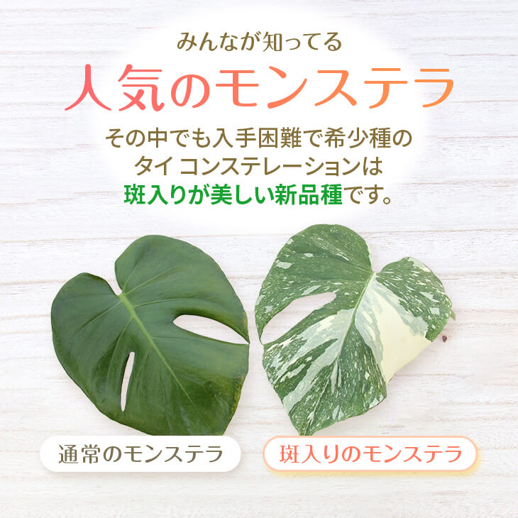 チ*-様 10株セットms34【特別選抜】モンステラ・タイコンステ