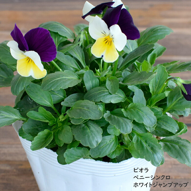 希少】JOSEH HORENSTEINER 1975 ヴィオラ ビオラ 希少】JOSEH