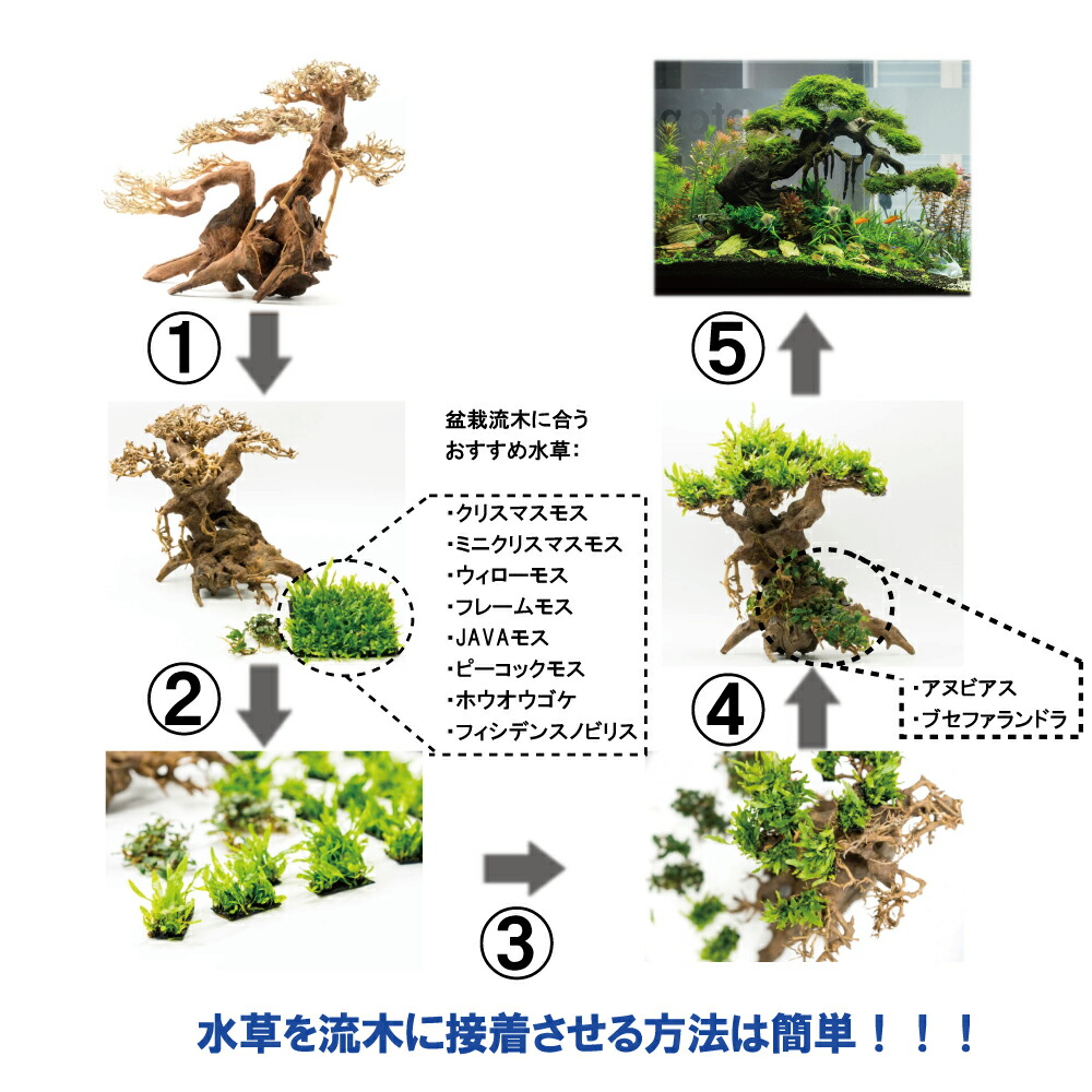 楽天市場】【送料無料】90cm水槽専用 2段熱帯雨林のバニヤン流木