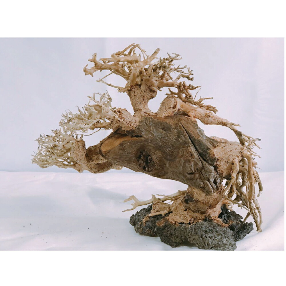 楽天市場】溶岩石付き盆栽流木（水槽専用アート流木）盆栽アート 盆栽