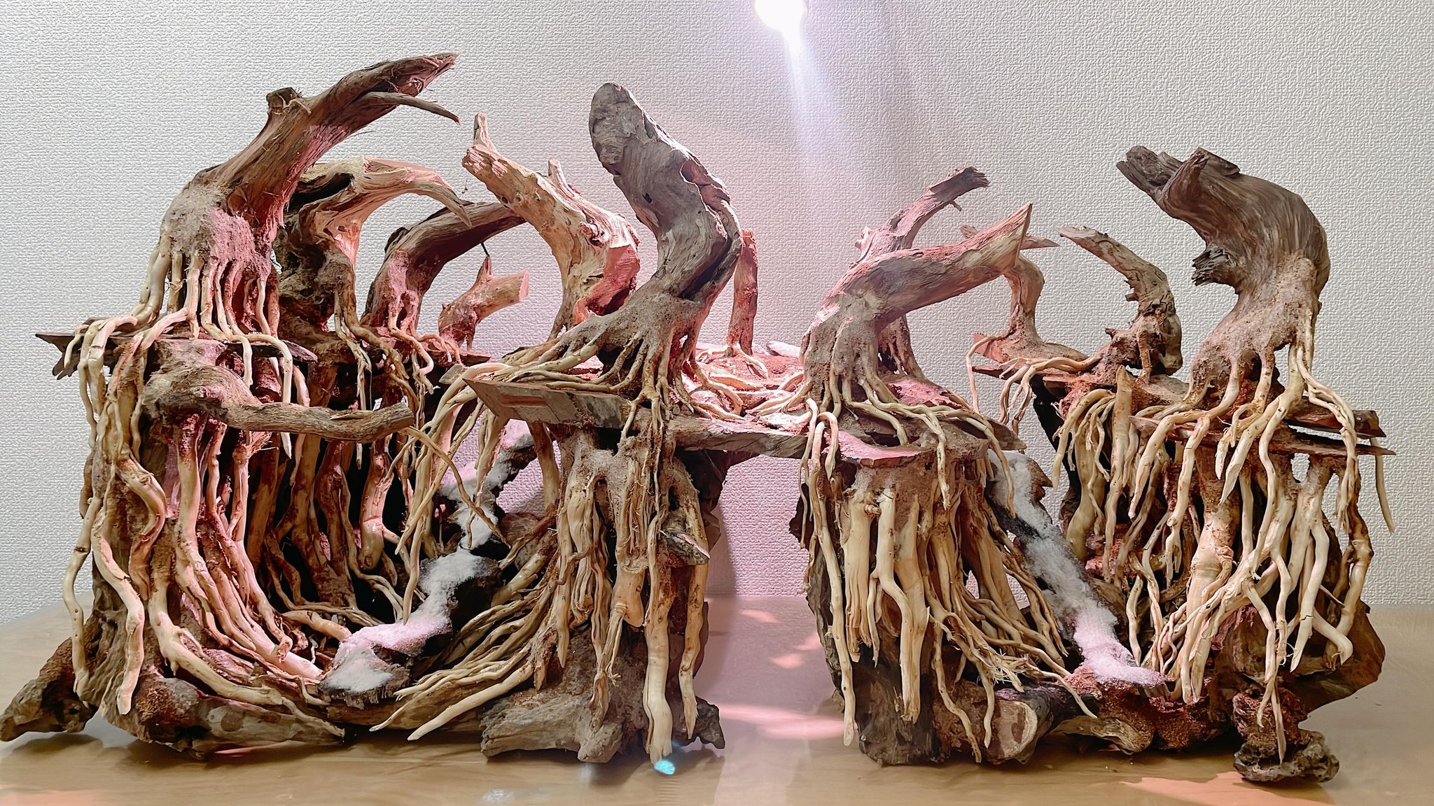 楽天市場】渓谷熱帯雨林ADA 流木（水槽専用アート流木）盆栽アート