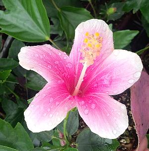 楽天市場】【ハイビスカス】【鉢植え】ハイビスカス ピンクアイス 苗