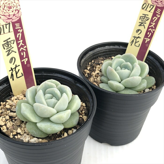 楽天市場】多肉植物 oriミックスベリア No.017 雲の花 多肉植物 お
