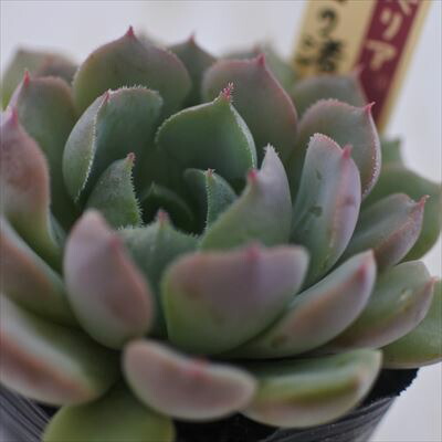 楽天市場】多肉植物 oriミックスベリア No.020 白雪の渚 多肉植物 お