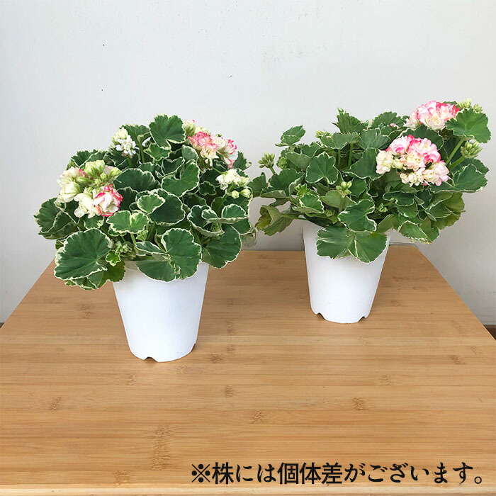 専用リンク 蕾付き 日本初ゼラニウム 希少品種ゼラニウム 専用リンク