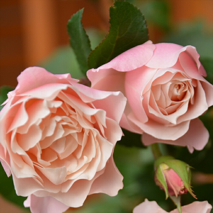 たく バラ売り1枚 zxバラ売り 一枚500