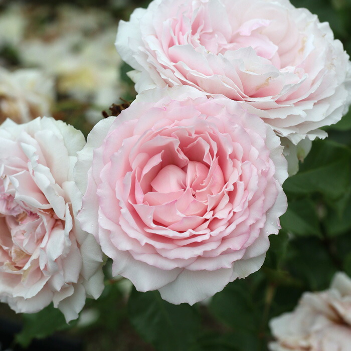 楽天市場】予約販売 バラ苗 バラ大苗 ロサ オリエンティス