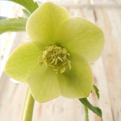 楽天市場】原種系クリスマスローズ ボッコネイ 芳香種 5.5号