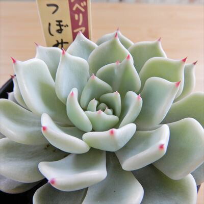 楽天市場】多肉植物 oriミックスベリア No.028 雪つぼみ 多肉植物 お