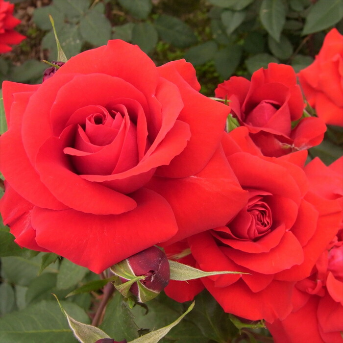 楽天市場】予約販売 バラ苗 バラ大苗 中輪 ガルテンツァウバー'84