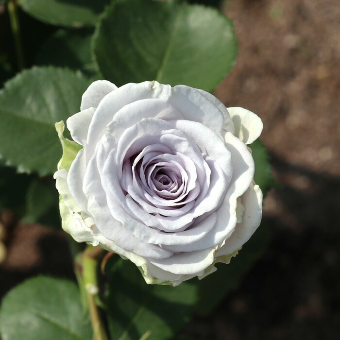 楽天市場】予約販売 バラ苗 バラ大苗 ロサ オリエンティス ブルー