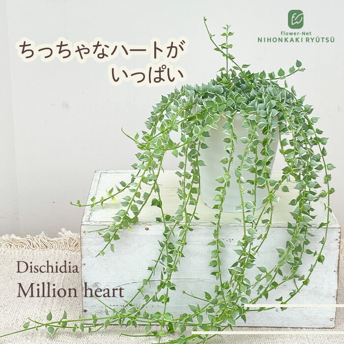 楽天市場】ナンジャモンジャノキ 10.5cmポット ヒトツバダコ 苗木 花木