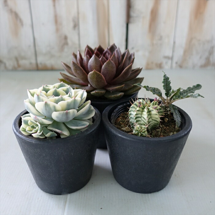 楽天市場】資 鉢 多肉植物 コーデックス アガベ 専用 プラ鉢 3号鉢