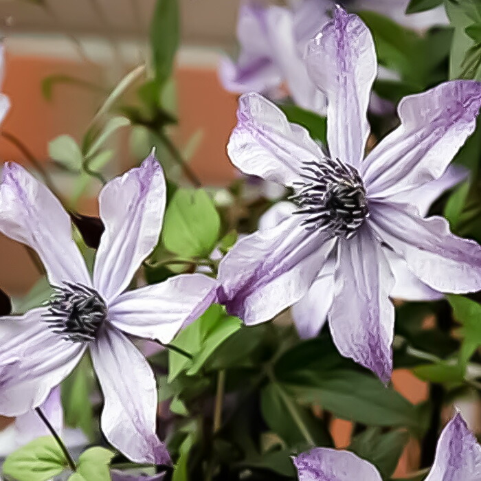 楽天市場】【まもなく締め切り】 予約販売 クレマチス 苗 流星