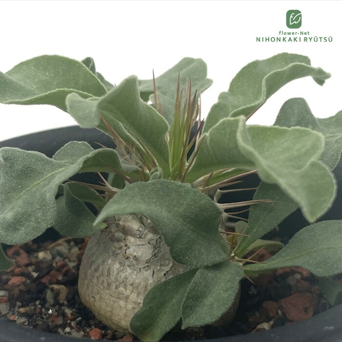 楽天市場】多肉植物 caパキポディウム ナマクアナム 光堂 実生 3号鉢