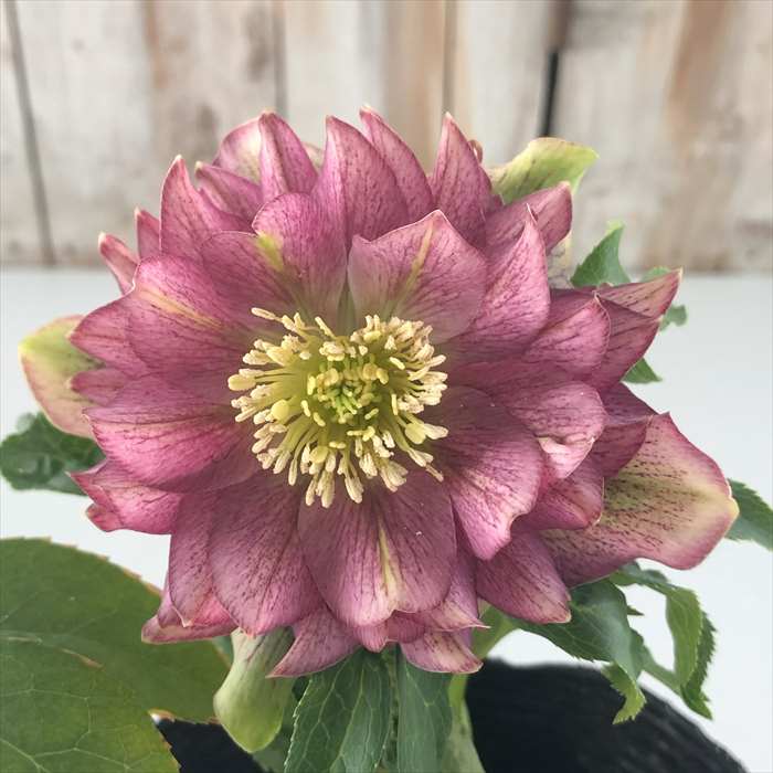 n*a様 クリスマスローズ 開花株☆ 花苗 八重咲クリスマスローズ 開花株 花色おまかせ 6株 送料込み 爆買