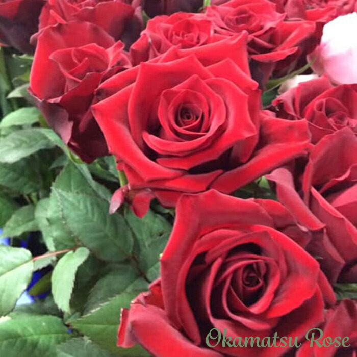 楽天市場】予約販売 バラ苗 バラ新苗 激愛 契約品種 薔薇 ばら 国産苗