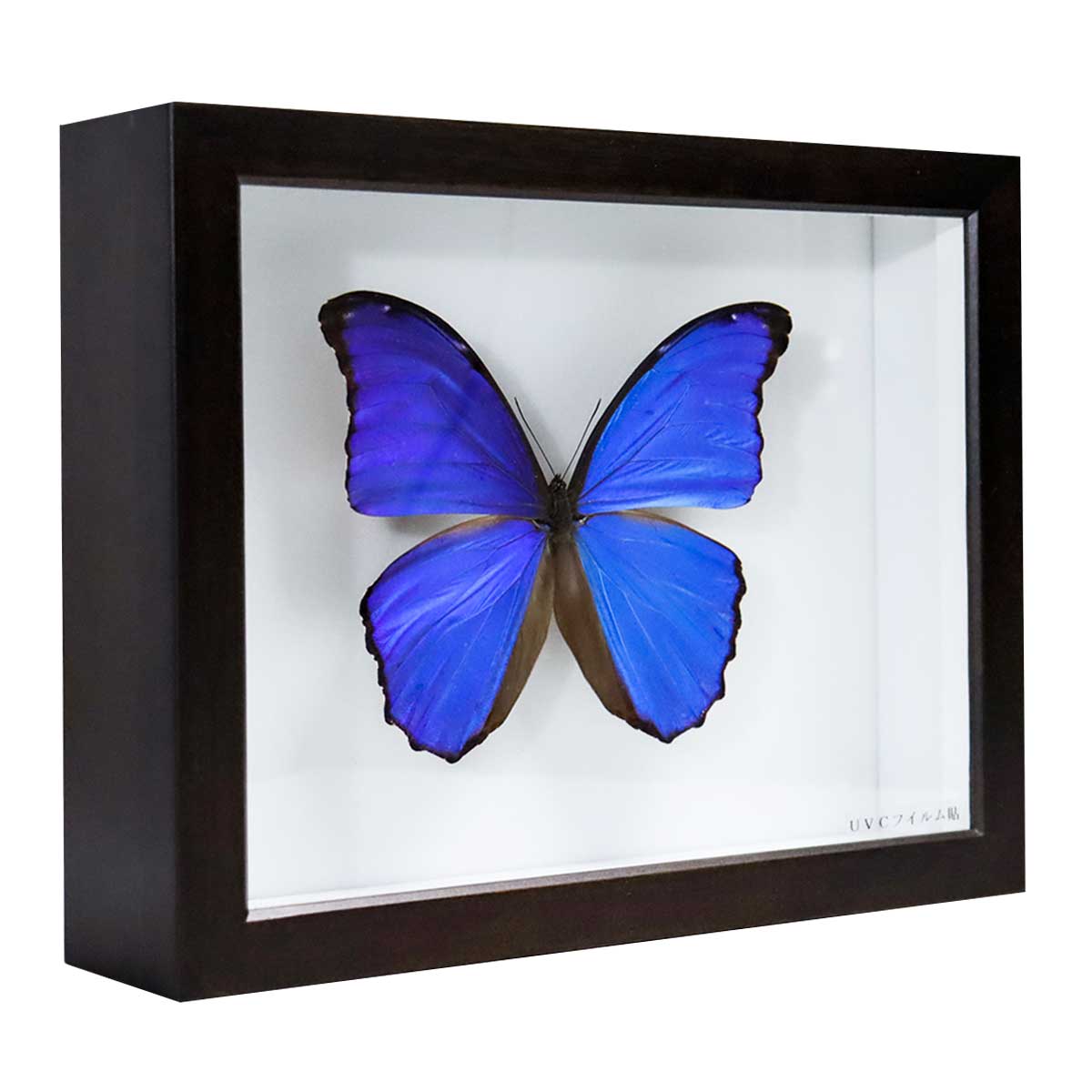 楽天市場】送料無料 昆虫標本箱（ドイツ箱）昭和55年からの実績